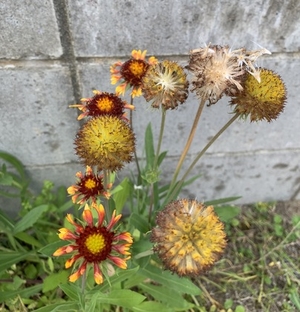 お花だって、不要なものがあると新しい花が咲きずらいです
